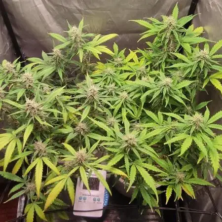 Segundo cultivo
