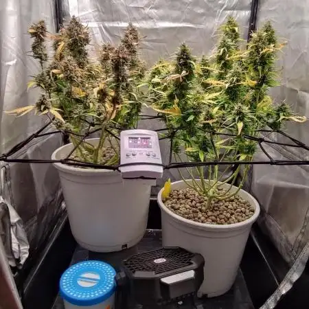 Segundo cultivo