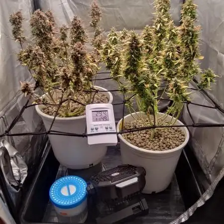 Segundo cultivo