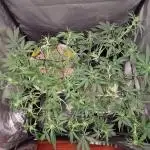 Segundo cultivo