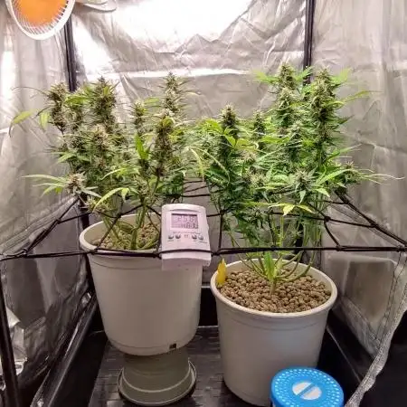 Segundo cultivo