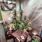 Help Me Select 3 Autoflower Strains