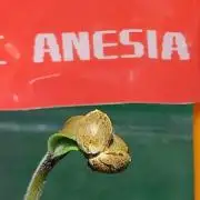 Frozen Black Cherry - Amnesia Seeds