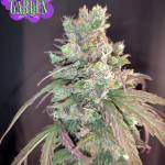 FastBuds Pineapple Express 