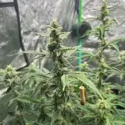 Grapefruity
