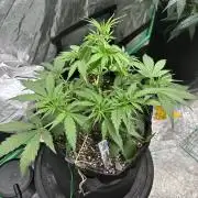 Grapefruity