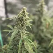 Grapefruity