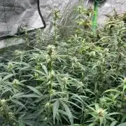 Grapefruity