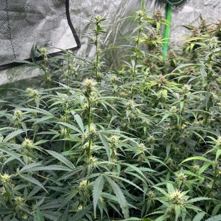 Grapefruity