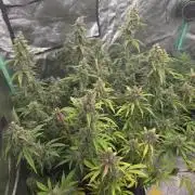 Grapefruity