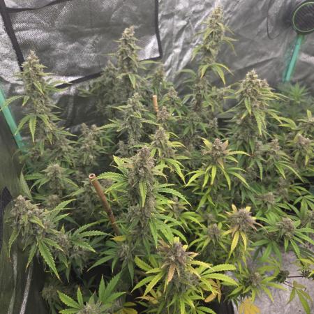 Grapefruity