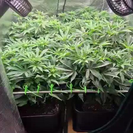 3. Indoor grow