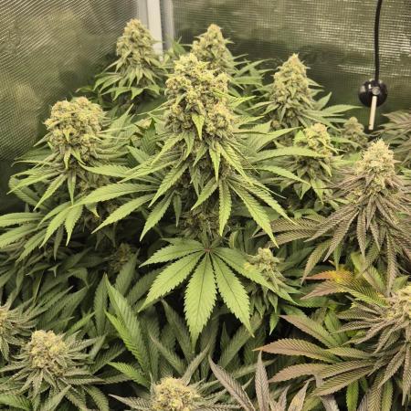 3. Indoor grow