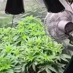 3. Indoor grow