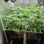 3. Indoor grow