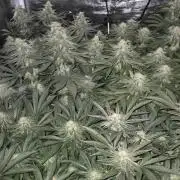 3. Indoor grow