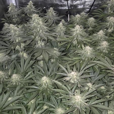 3. Indoor grow
