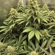 3. Indoor grow