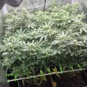 3. Indoor grow