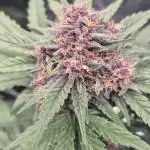 Mein 2. Indoor grow