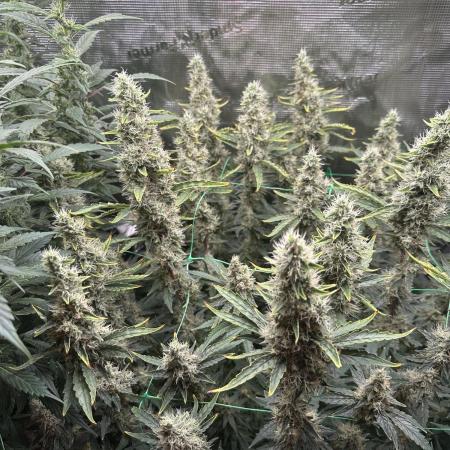 Sleepy joe & Cookies haze