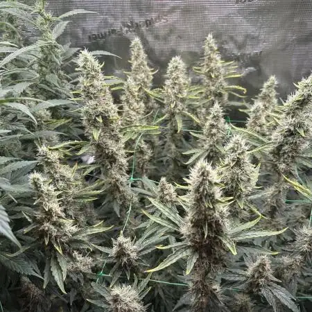 Sleepy joe & Cookies haze