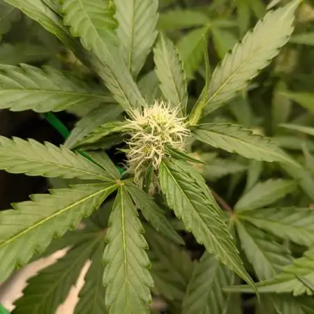 Canna, First Coco