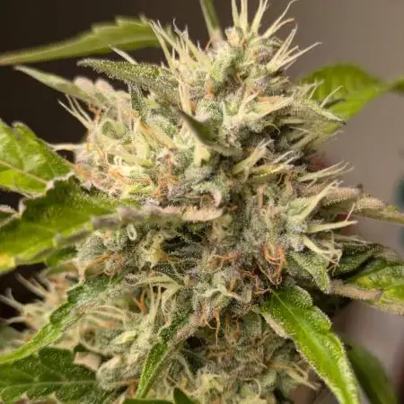 Canna, First Coco