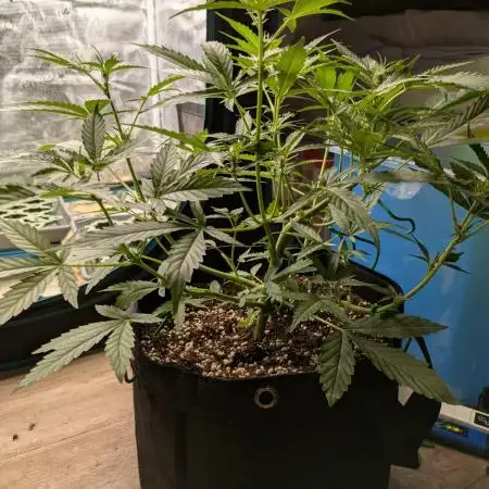 Canna, First Coco