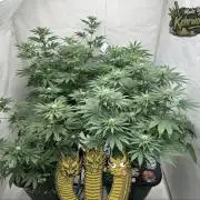 Hydrokultur Indoor