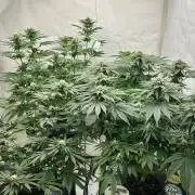 Hydrokultur Indoor