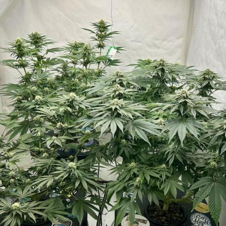 Hydrokultur Indoor