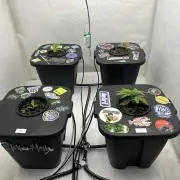 Hydrokultur Indoor