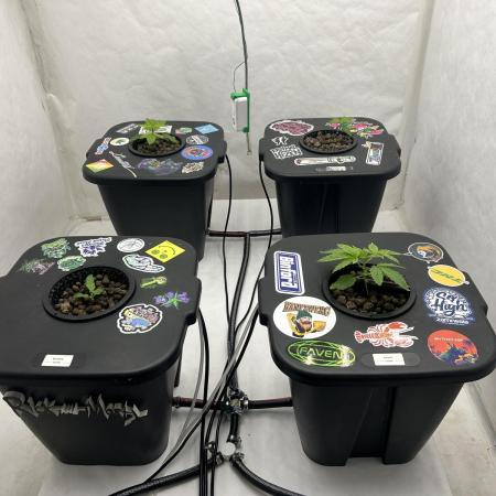 Hydrokultur Indoor