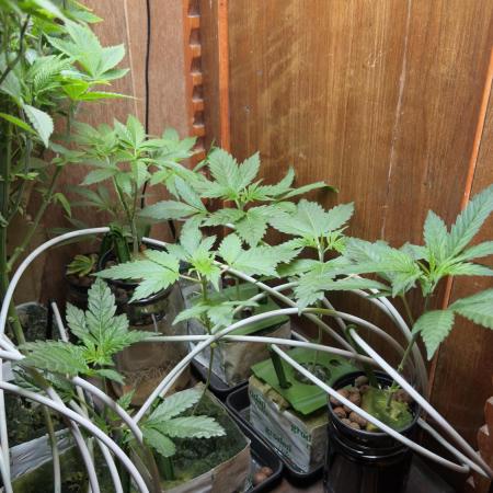 bruce banner vs gorilla cookies ff