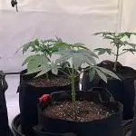Insane OG | Barney's Farm | DiaryOne_SB