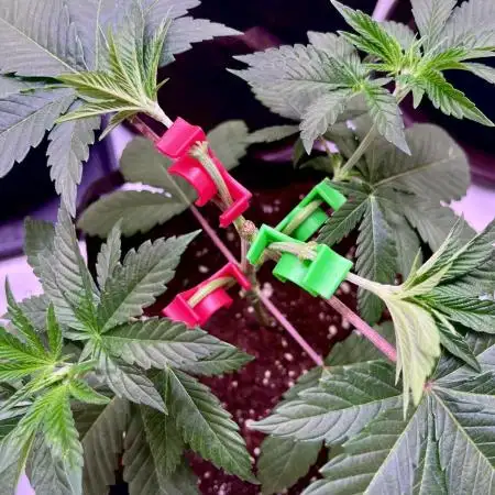 Insane OG | Barney's Farm | DiaryOne_SB