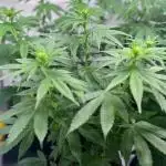 Insane OG | Barney's Farm | DiaryOne_SB