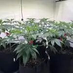 Insane OG | Barney's Farm | DiaryOne_SB