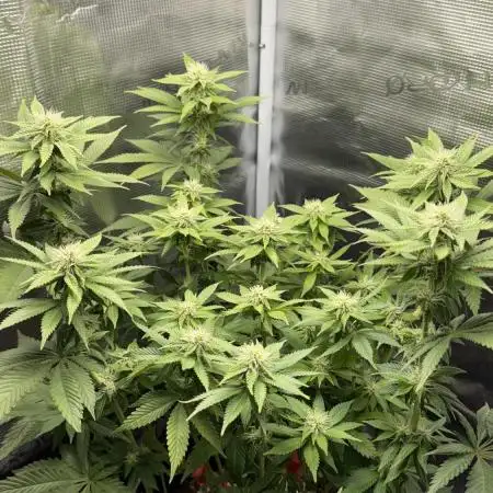 Royal Gorilla - 1. Mal Photoperiodisch