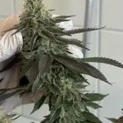 Royal Gorilla - 1. Mal Photoperiodisch