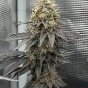 Royal Gorilla - 1. Mal Photoperiodisch