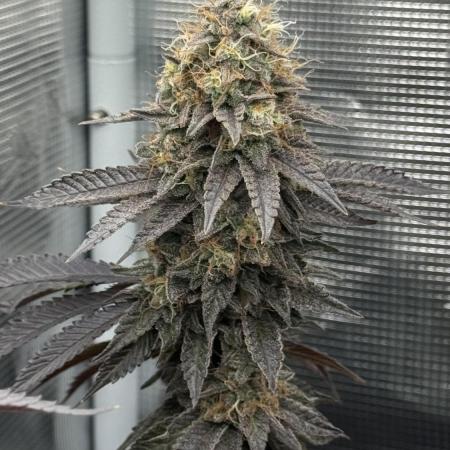 Royal Gorilla - 1. Mal Photoperiodisch