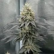 Royal Gorilla - 1. Mal Photoperiodisch