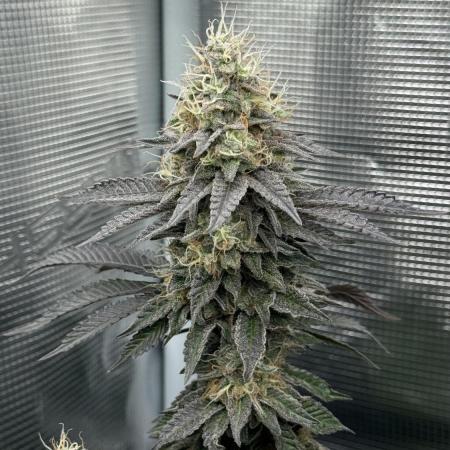 Royal Gorilla - 1. Mal Photoperiodisch