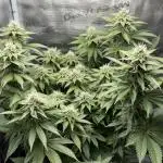 Royal Gorilla - 1. Mal Photoperiodisch