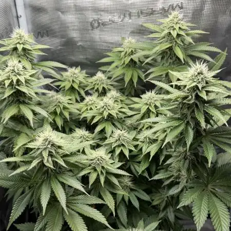 Royal Gorilla - 1. Mal Photoperiodisch