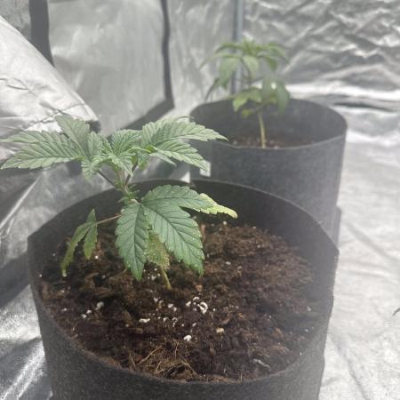 CzechOut - Mother Plants
