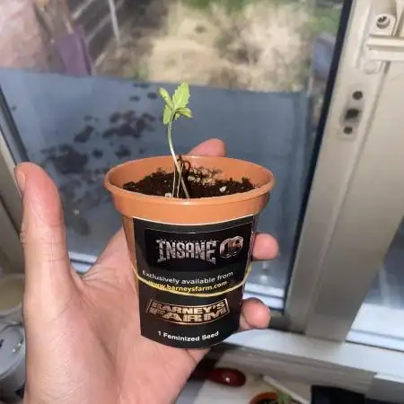 Grow number 1