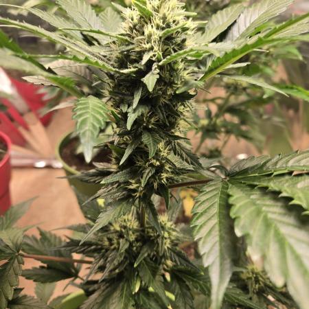 Frostbanger auto